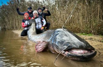 Polish Anglers Say This Gigantic Catfish Is a New World Record