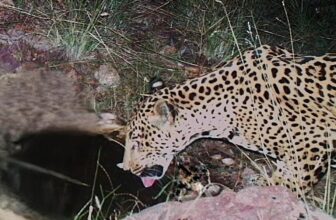 Rare Jaguar Appears on Camera in Southern Arizona