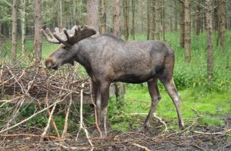 Vermont Posts Low Harvest Totals for 2025 Moose Season