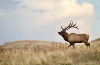 More Details Emerge Around the Public Land Sale Bill — And It’s Worse Than You Think