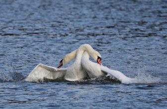 California Opens Hunting Season on Invasive Mute Swans
