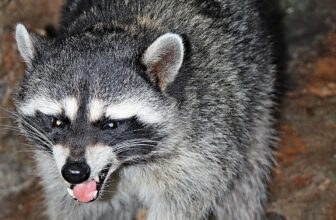Georgia man bitten by rabid raccoon after hour-long “rescue” ride