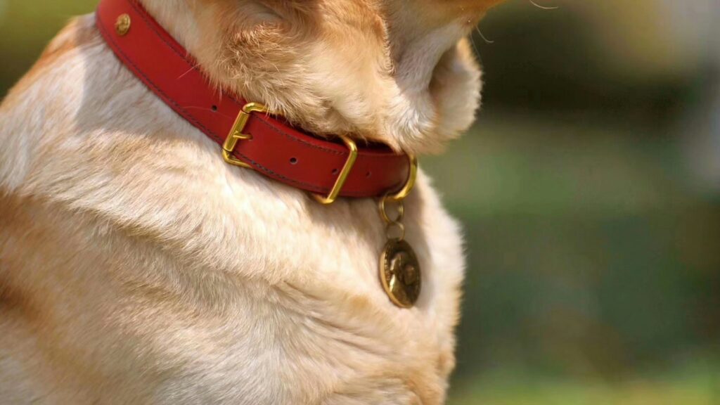 Leather Dog Collar