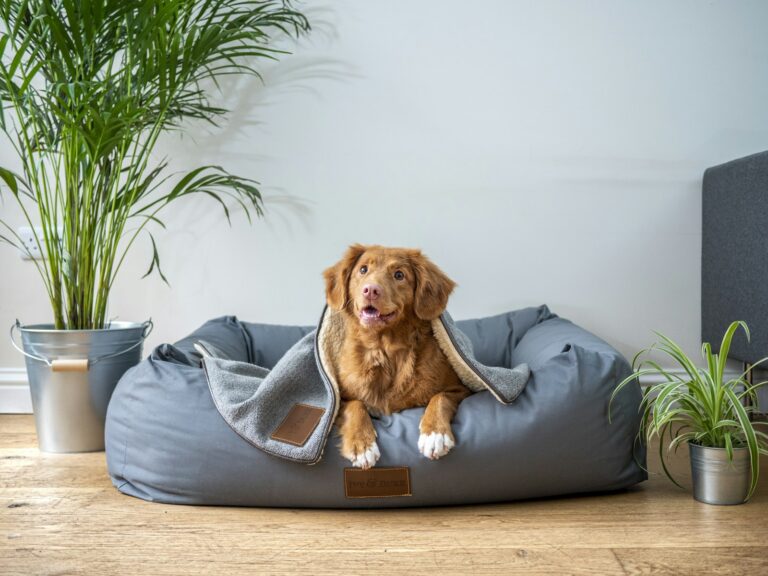 Cozy Bolster Dog Bed