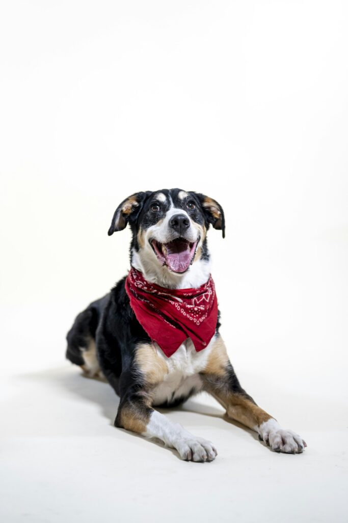 Cotton Dog Bandana