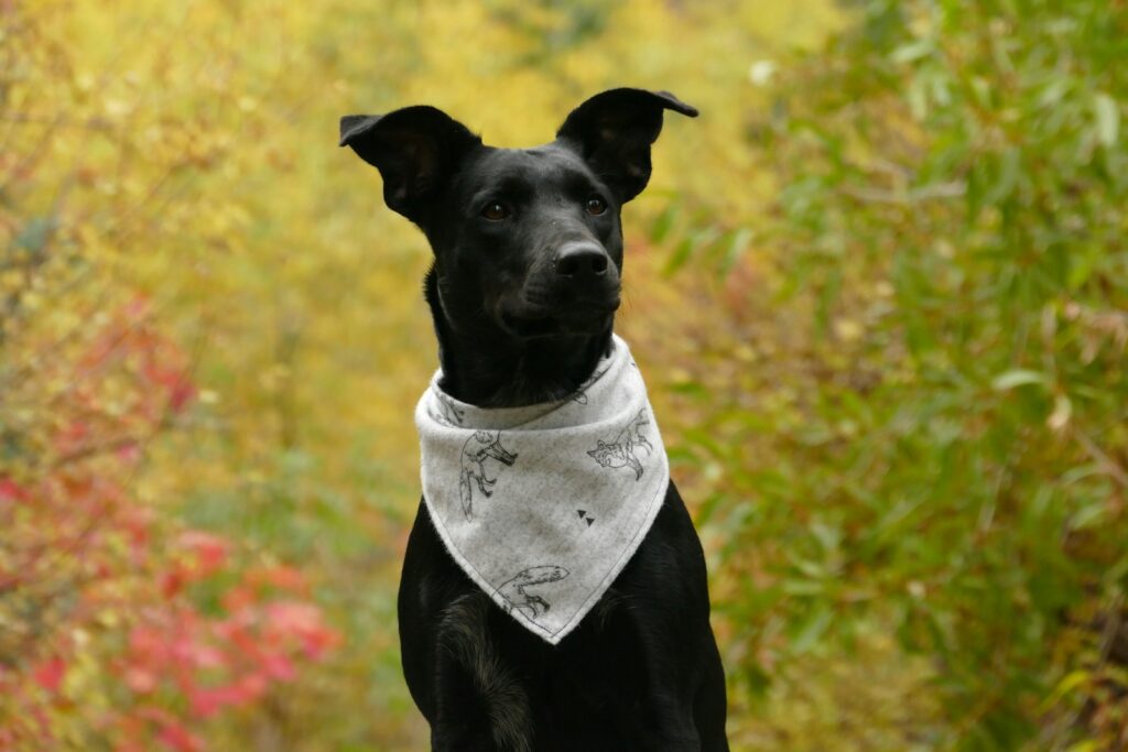 Cotton Dog Bandana, photo 2