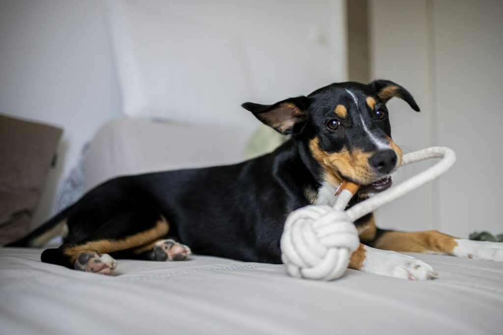 Knotted Rope Ball